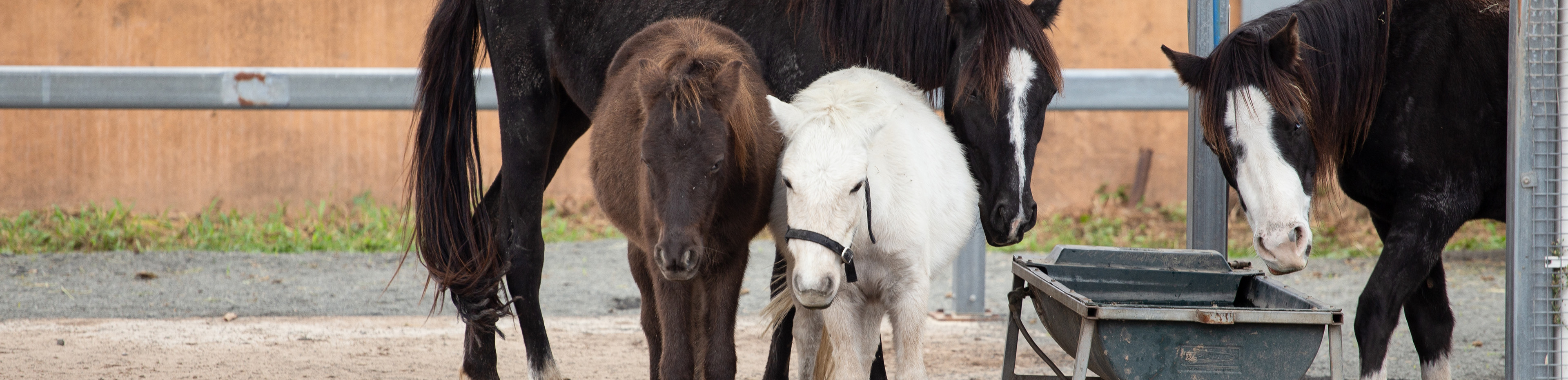 horses by water trough